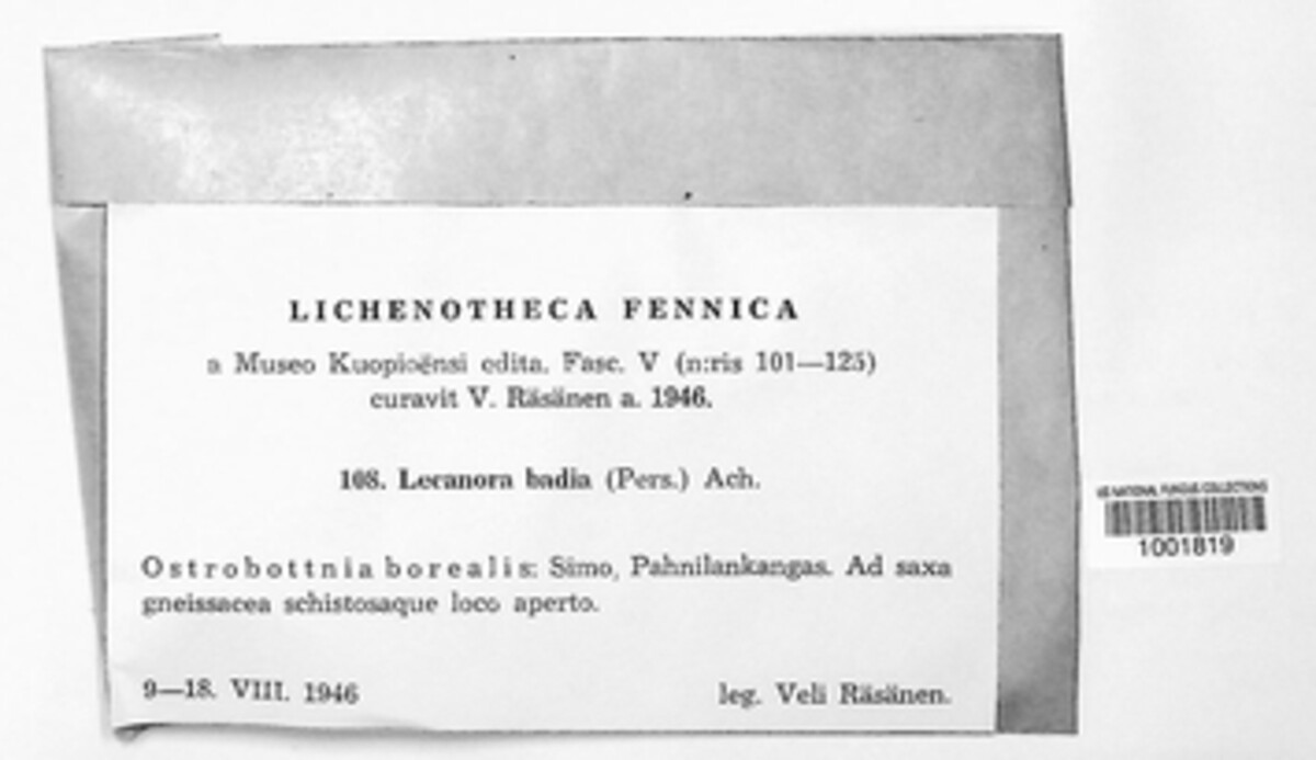 Protoparmelia badia image